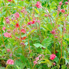 Image result for Geum rivale