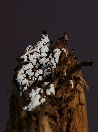 Attēlu rezultāti vaicājumam “Trichia varia young”