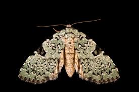 Attēlu rezultāti vaicājumam “Leucodonta bicoloria imago”