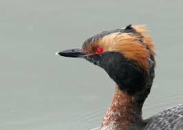 Image result for Podiceps auritus