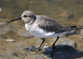 Attēlu rezultāti vaicājumam “Calidris alpina adult”