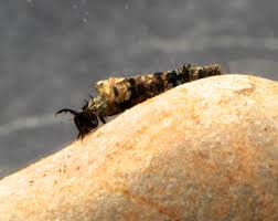 Attēlu rezultāti vaicājumam “Trichoptera”