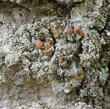 Attēlu rezultāti vaicājumam “Bacidia rubella”