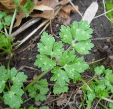 Attēlu rezultāti vaicājumam “Ranunculus cassubicus bud”