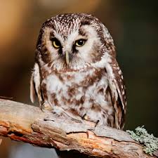 Attēlu rezultāti vaicājumam “Aegolius funereus adult”