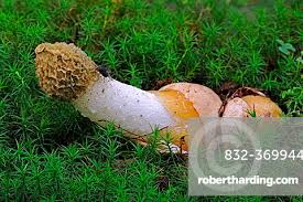 Attēlu rezultāti vaicājumam “Phallus impudicus”