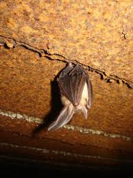 Attēlu rezultāti vaicājumam “Plecotus auritus”