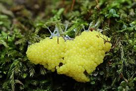 Attēlu rezultāti vaicājumam “Physarum virescens young”