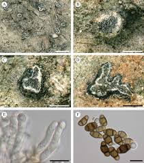 Attēlu rezultāti vaicājumam “Plectocarpon lichenum”