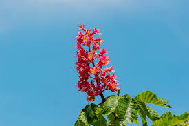 Attēlu rezultāti vaicājumam “Aesculus hippocastanum flower”