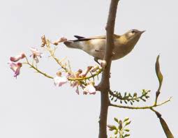 Image result for Vermivora peregrina