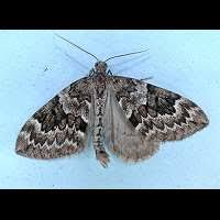 Attēlu rezultāti vaicājumam “Thera variata”