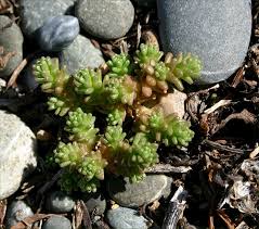 Attēlu rezultāti vaicājumam “Sedum acre bud”