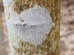 Attēlu rezultāti vaicājumam “Phlyctis agelaea”