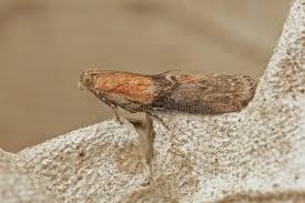 Attēlu rezultāti vaicājumam “Sciota adelphella”