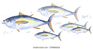 Image result for Thunnus obesus