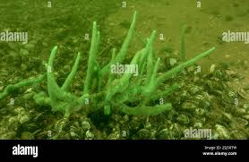 Attēlu rezultāti vaicājumam “Spongilla lacustris”