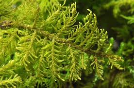 Attēlu rezultāti vaicājumam “Thuidium”