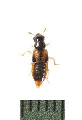 Attēlu rezultāti vaicājumam “Staphylinidae”