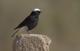 Image result for Oenanthe leucopyga