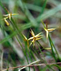 Attēlu rezultāti vaicājumam “Carex pauciflora”