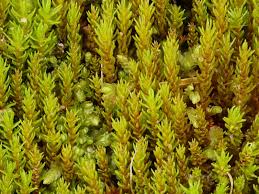 Attēlu rezultāti vaicājumam “Pogonatum nanum”