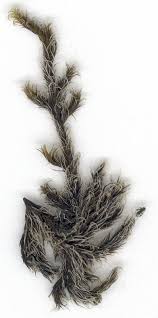 Attēlu rezultāti vaicājumam “Schistidium apocarpum young”