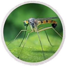 Attēlu rezultāti vaicājumam “Dolichopodidae”