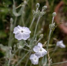 Image result for Lychnis coronaria alba