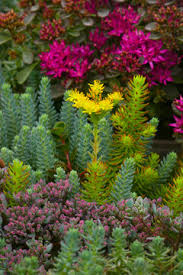 Attēlu rezultāti vaicājumam “Sedum aizoon flower”