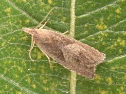 Attēlu rezultāti vaicājumam “Dichrorampha simpliciana”