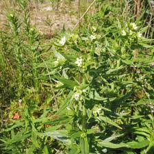 Attēlu rezultāti vaicājumam “Lithospermum officinale flower”