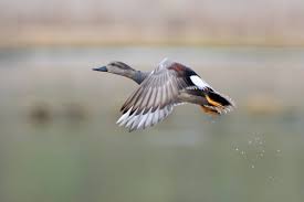 Attēlu rezultāti vaicājumam “Anas strepera”