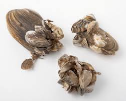 Attēlu rezultāti vaicājumam “Dreissena polymorpha”