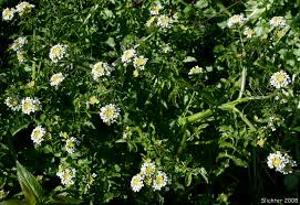 Image result for Rorippa nasturtium-aquaticum