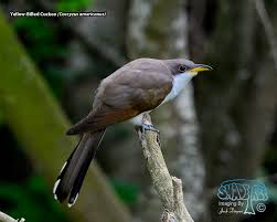 Image result for Coccyzus americanus