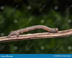 Attēlu rezultāti vaicājumam “Crocallis elinguaria larva”