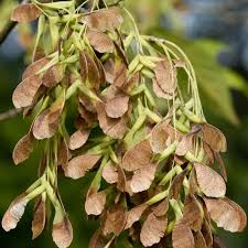 Attēlu rezultāti vaicājumam “Acer negundo fruit”