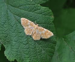 Attēlu rezultāti vaicājumam “Hydrelia flammeolaria”