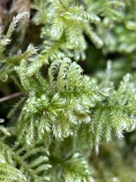 Attēlu rezultāti vaicājumam “Ctenidium molluscum”