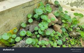 Attēlu rezultāti vaicājumam “Hydrocotyle vulgaris”