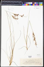 Attēlu rezultāti vaicājumam “Juncus compressus fruit”