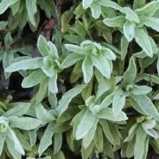 Attēlu rezultāti vaicājumam “Encalypta”