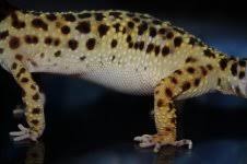 Image result for gravidity leopard gecko