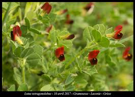 Image result for Lotus tetragonolobus