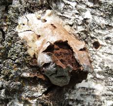 Attēlu rezultāti vaicājumam “Reticularia lycoperdon”