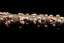 Attēlu rezultāti vaicājumam “Nectria cinnabarina”