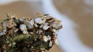 Attēlu rezultāti vaicājumam “Physarum leucopus spores”