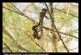 Attēlu rezultāti vaicājumam “Somatochlora flavomaculata”