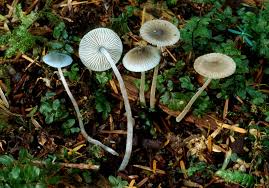 Attēlu rezultāti vaicājumam “Mycena amicta”
